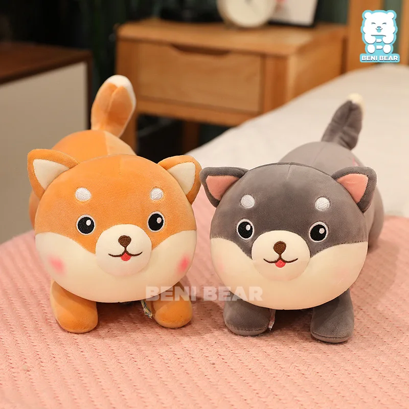 Chó Bông Shiba Nằm Trà Sữa
